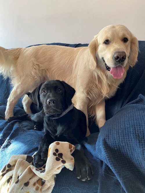 Mihaela- petsitter București or Pet nanny for dogs cats