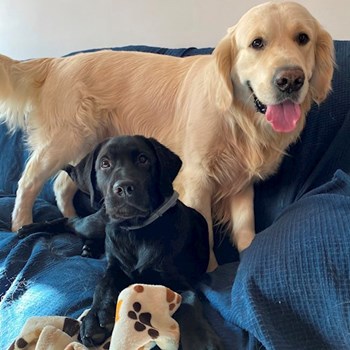 thumbnail petsitter București or pet nanny for dogs cats