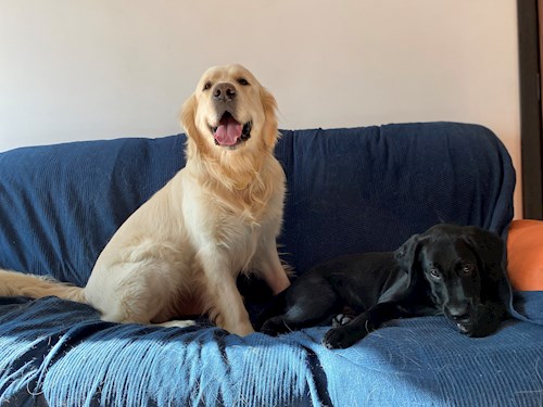 Mihaela- petsitter București or Pet nanny for dogs cats