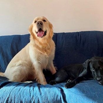 thumbnail petsitter București or pet nanny for dogs cats