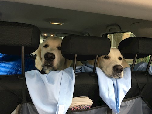 Mihaela- petsitter București or Pet nanny for dogs cats