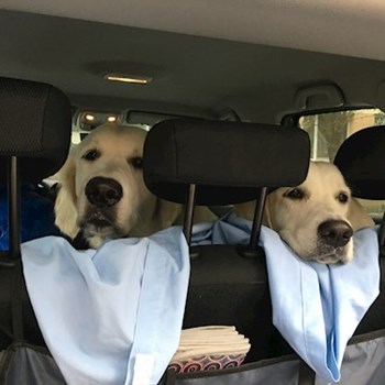 thumbnail petsitter București or pet nanny for dogs cats