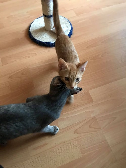 Daniela- petsitter Cluj-Napoca sau Bonă pentru animale pentru câini pisici