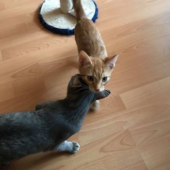 thumbnail petsitter Cluj-Napoca sau bonă pentru animale pentru câini pisici