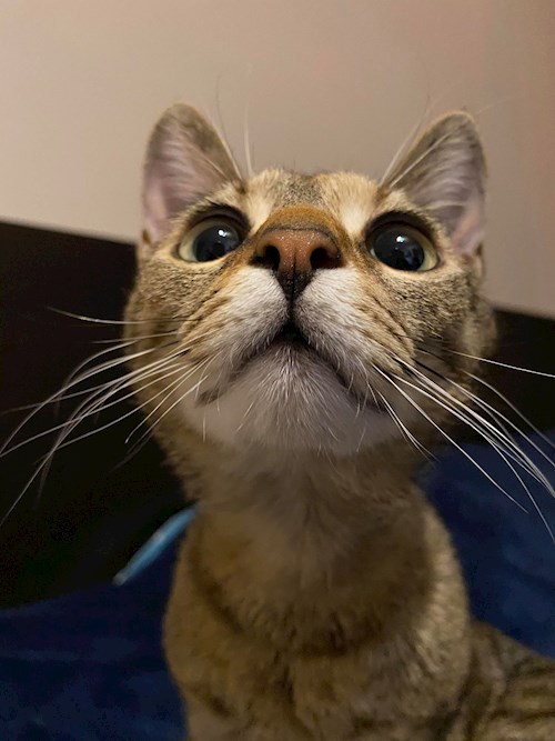 Daniela- petsitter Cluj-Napoca sau Bonă pentru animale pentru câini pisici