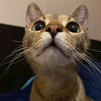 thumbnail petsitter Cluj-Napoca sau bonă pentru animale pentru câini pisici