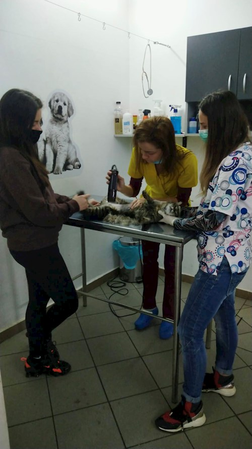 Iancu- petsitter București sau Bonă pentru animale pentru câini pisici