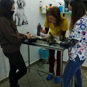 thumbnail petsitter București sau bonă pentru animale pentru câini pisici