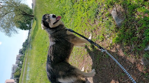 Florina- petsitter Târgu Mureș or Pet nanny for dogs cats