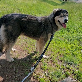 thumbnail petsitter Târgu Mureș or pet nanny for dogs cats