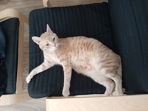 Marius- petsitter Cluj-Napoca sau Bonă pentru animale pentru câini pisici