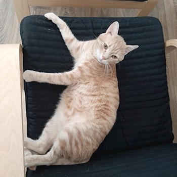 thumbnail petsitter Cluj-Napoca sau bonă pentru animale pentru câini pisici