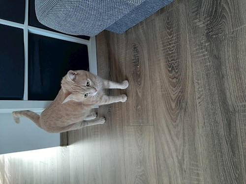 Marius- petsitter Cluj-Napoca sau Bonă pentru animale pentru câini pisici