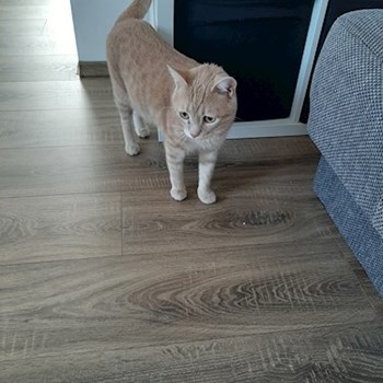 thumbnail petsitter Cluj-Napoca sau bonă pentru animale pentru câini pisici