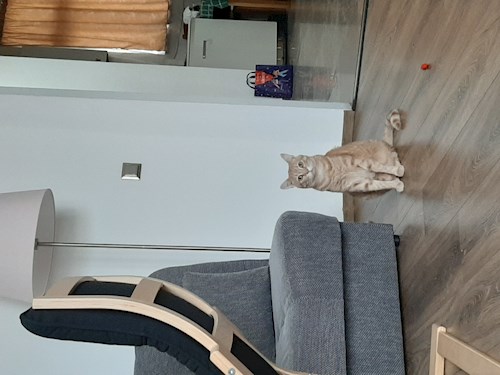 Marius- petsitter Cluj-Napoca sau Bonă pentru animale pentru câini pisici