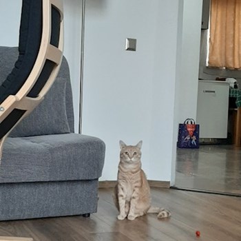 thumbnail petsitter Cluj-Napoca sau bonă pentru animale pentru câini pisici