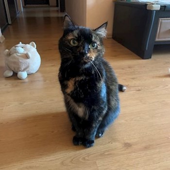 thumbnail petsitter Cluj-Napoca or pet nanny for dogs cats