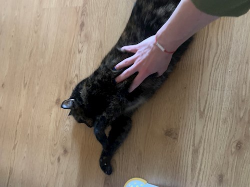 Stoica- petsitter Cluj-Napoca or Pet nanny for dogs cats