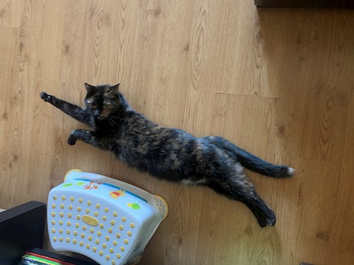 Stoica- petsitter Cluj-Napoca or Pet nanny for dogs cats