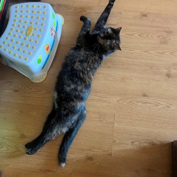 thumbnail petsitter Cluj-Napoca or pet nanny for dogs cats