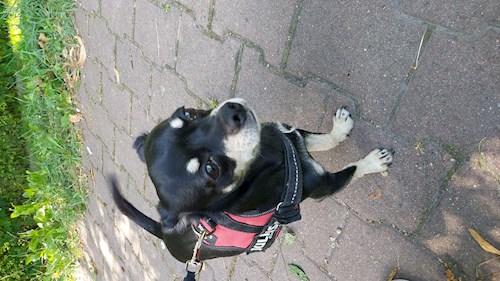 Florina- petsitter Târgu Mureș or Pet nanny for dogs cats
