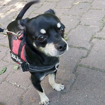 thumbnail petsitter Târgu Mureș or pet nanny for dogs cats