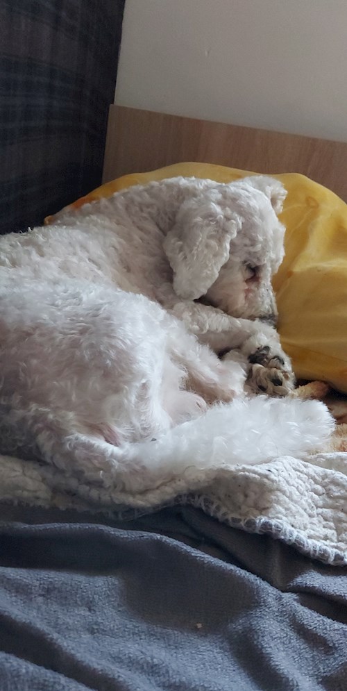 Florina- petsitter Târgu Mureș or Pet nanny for dogs cats