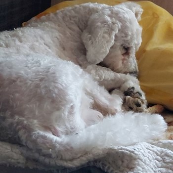 thumbnail petsitter Târgu Mureș or pet nanny for dogs cats