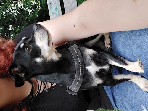 Florina- petsitter Târgu Mureș or Pet nanny for dogs cats