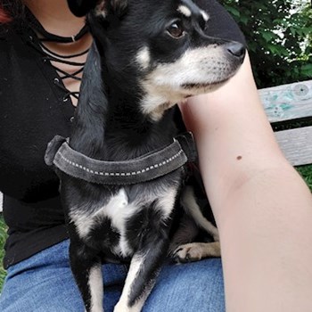 thumbnail petsitter Târgu Mureș or pet nanny for dogs cats