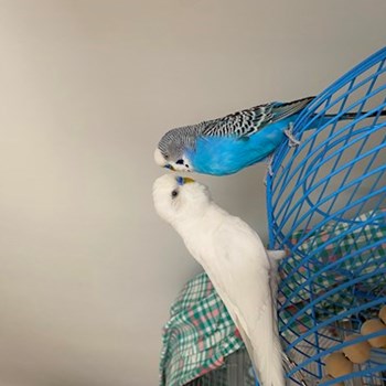  thumbnail petsitter București or pet nanny for dogs cats 