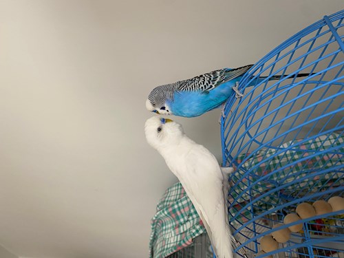 Mihaela- petsitter București or Pet nanny for dogs cats