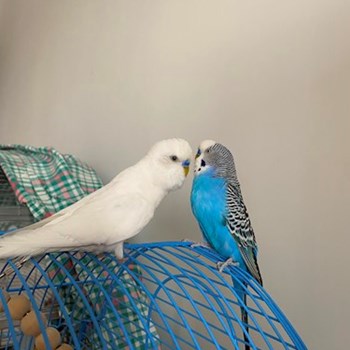 thumbnail petsitter București or pet nanny for dogs cats