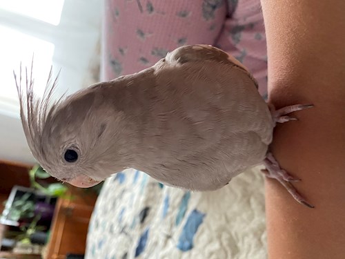 Mihaela- petsitter București or Pet nanny for dogs cats