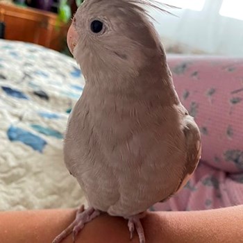 thumbnail petsitter București or pet nanny for dogs cats