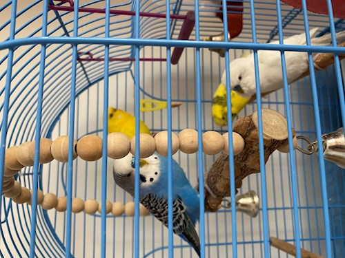 Mihaela- petsitter București or Pet nanny for dogs cats