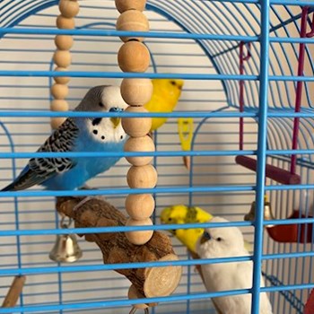 thumbnail petsitter București or pet nanny for dogs cats