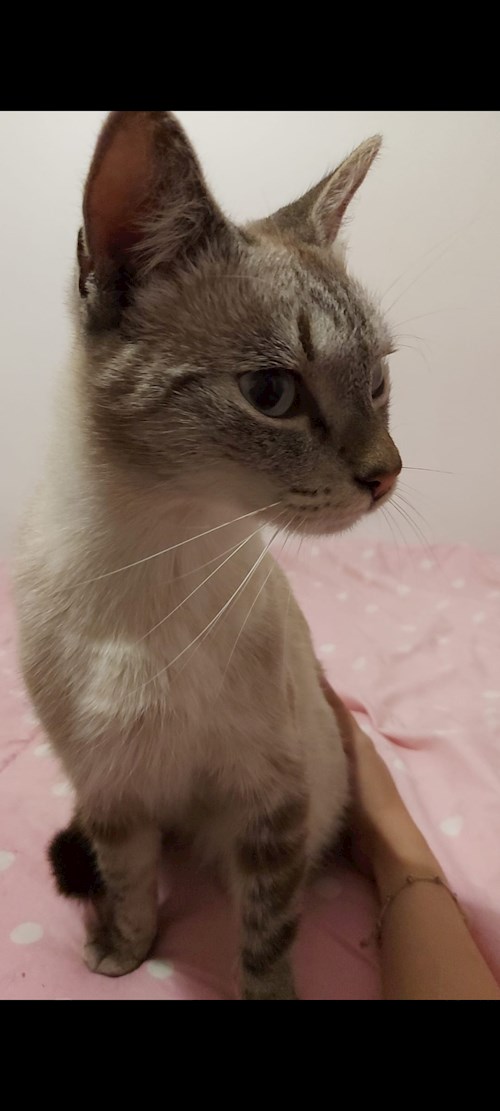 Florina- petsitter Târgu Mureș or Pet nanny for dogs cats