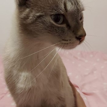 thumbnail petsitter Târgu Mureș or pet nanny for dogs cats