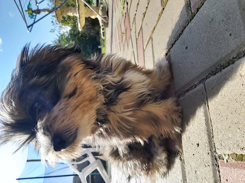 Teodora- petsitter București sau Bonă pentru animale pentru câini pisici