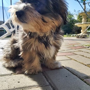 thumbnail petsitter București sau bonă pentru animale pentru câini pisici