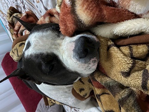 Diana- petsitter Iași or Pet nanny for dogs cats