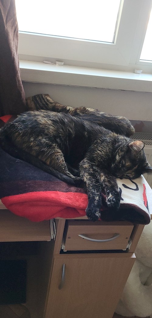 CURTA- petsitter Timișoara sau Bonă pentru animale pentru pisici