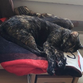 thumbnail petsitter Timișoara sau bonă pentru animale pentru pisici