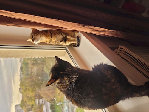 CURTA- petsitter Timișoara sau Bonă pentru animale pentru pisici
