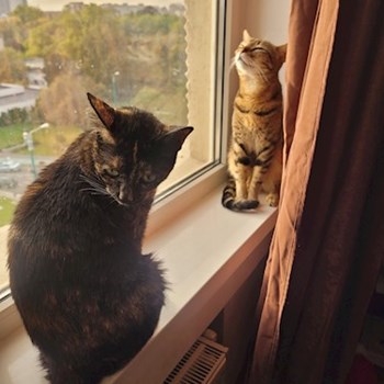 thumbnail petsitter Timișoara sau bonă pentru animale pentru pisici