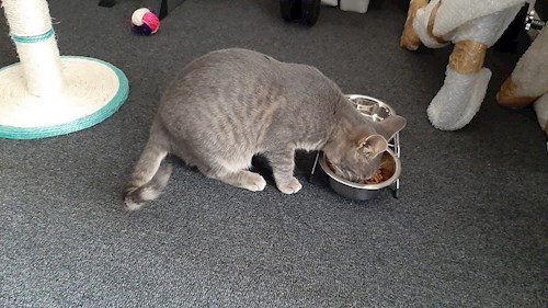 Marius- petsitter Cluj-Napoca sau Bonă pentru animale pentru câini pisici