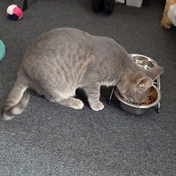 thumbnail petsitter Cluj-Napoca sau bonă pentru animale pentru câini pisici