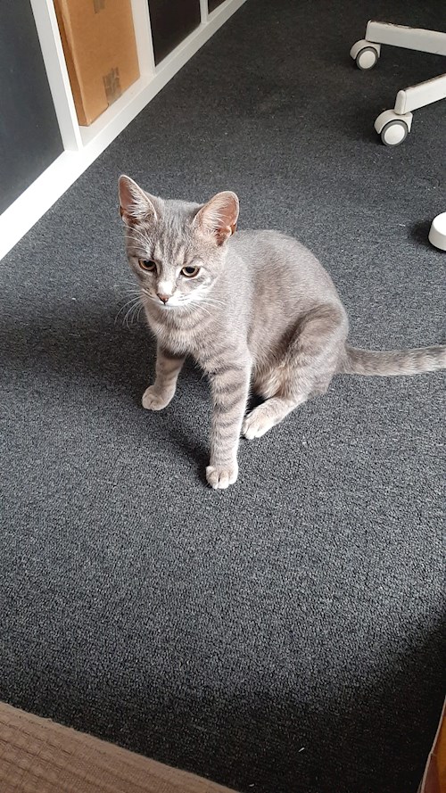 Marius- petsitter Cluj-Napoca sau Bonă pentru animale pentru câini pisici