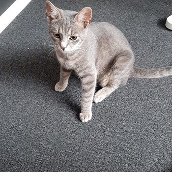 thumbnail petsitter Cluj-Napoca sau bonă pentru animale pentru câini pisici